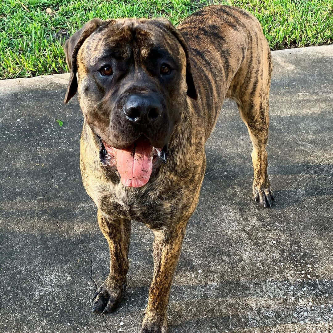 A regal English Mastiff with brown and black markings