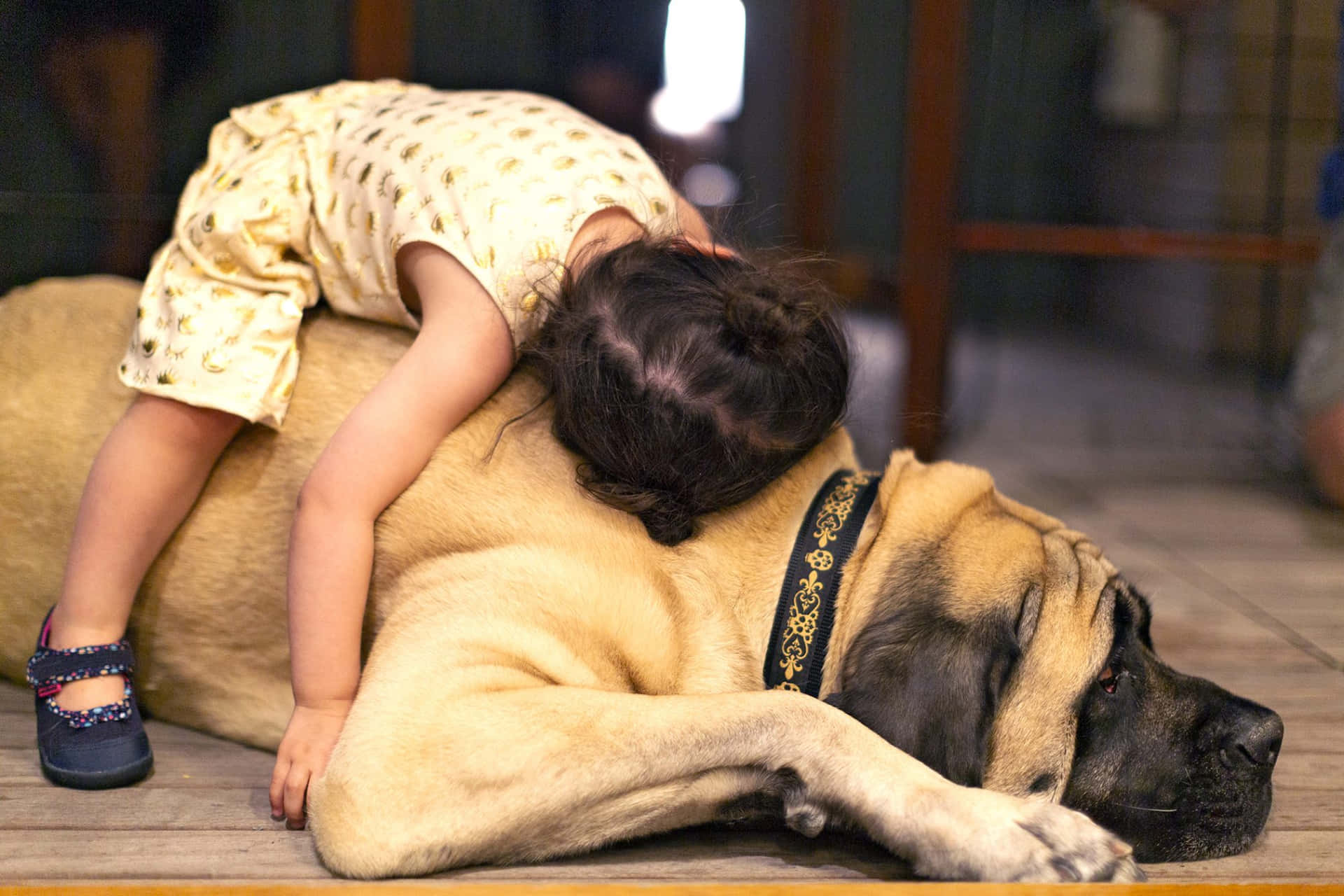 A Large Dog