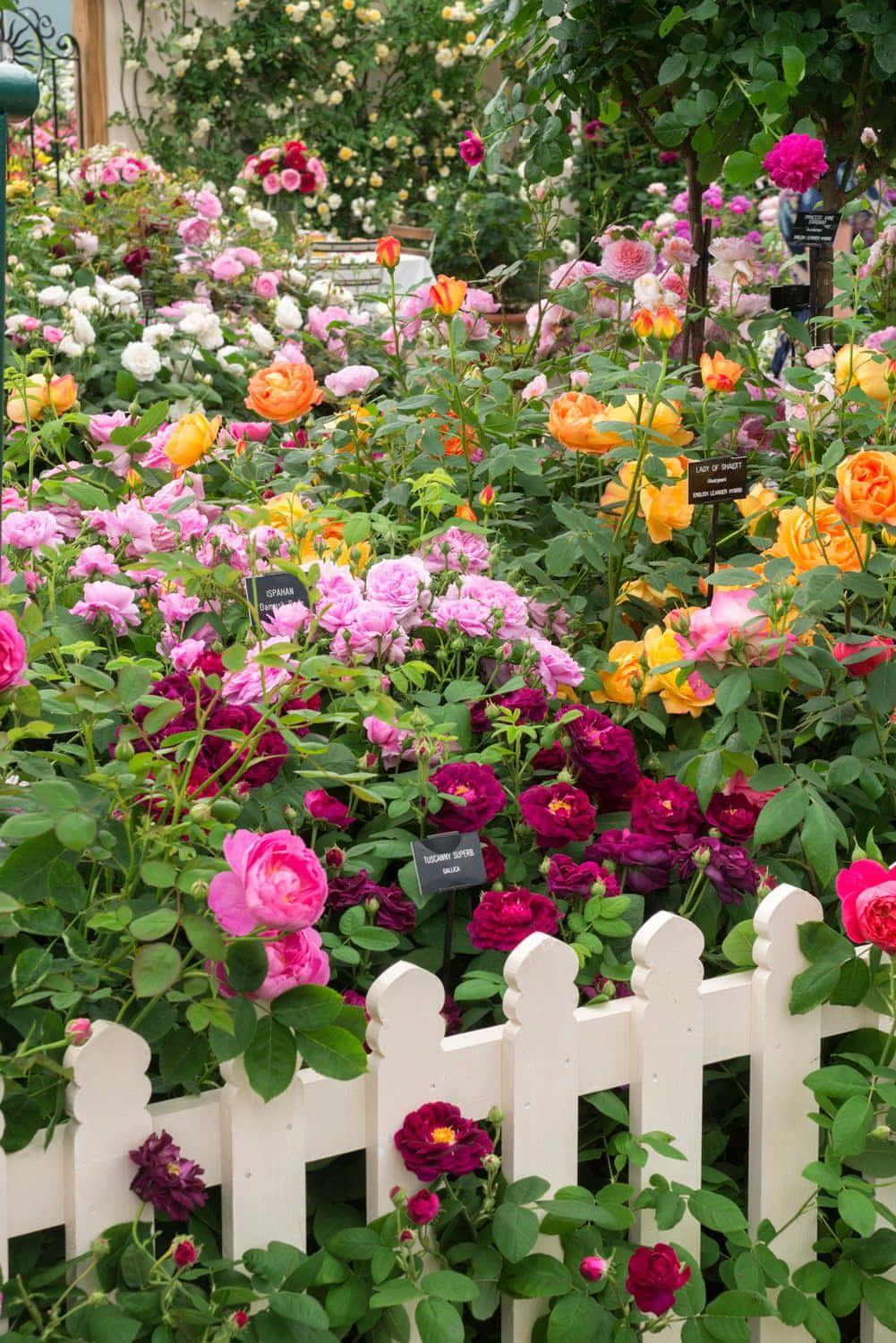 A captivating English rose garden in full bloom Wallpaper