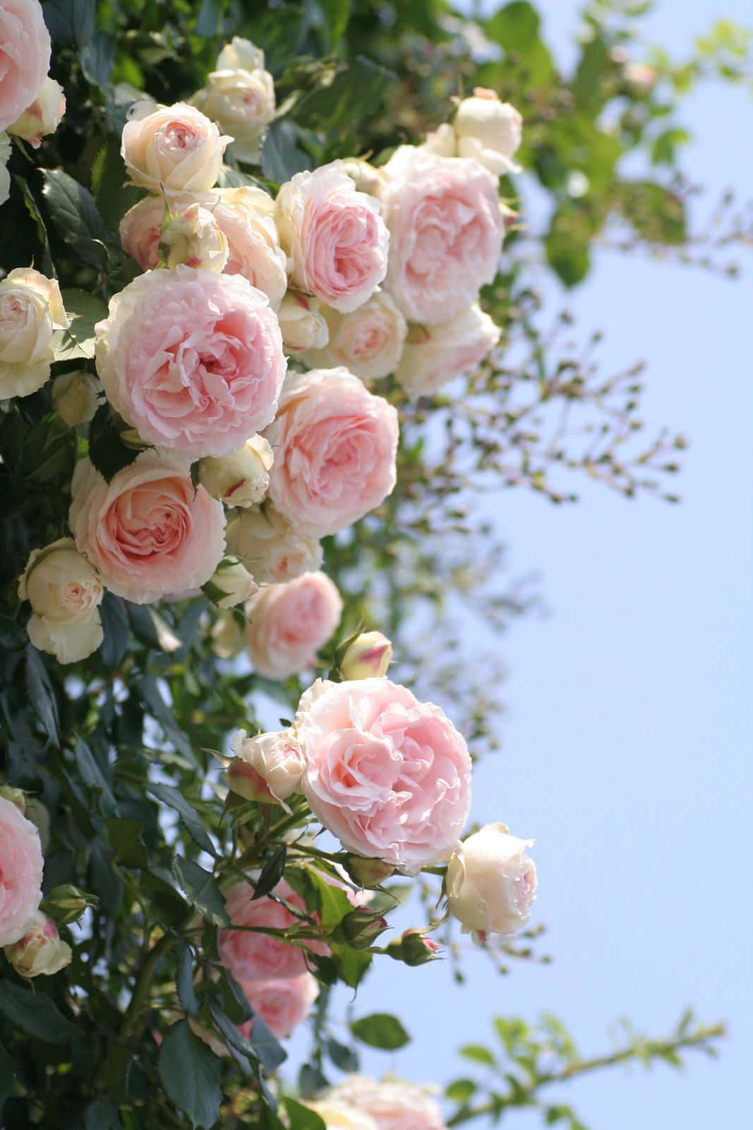 Blooming Beauty in an English Rose Garden Wallpaper