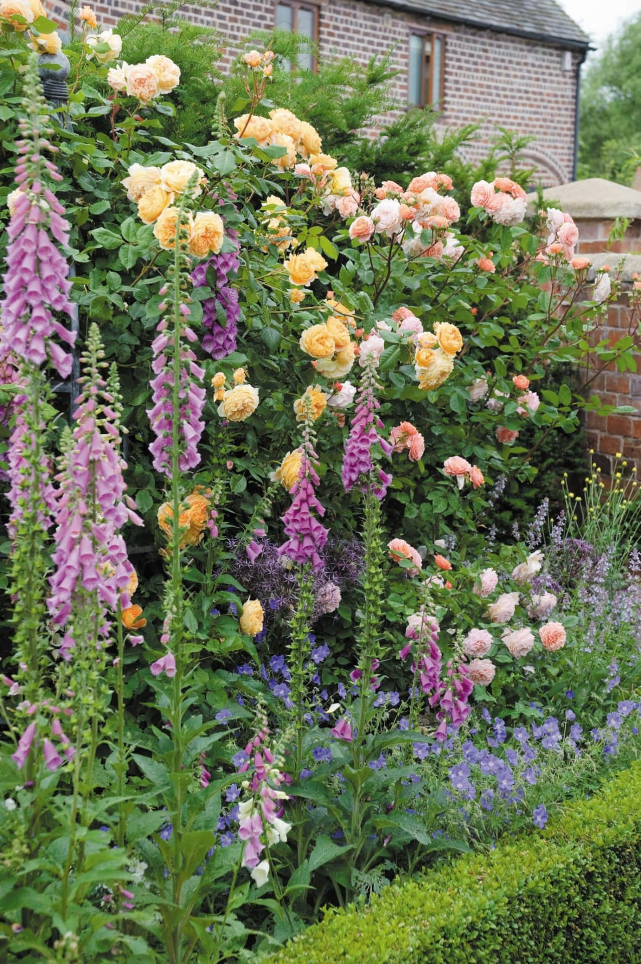 Captivating English Rose Garden Wallpaper