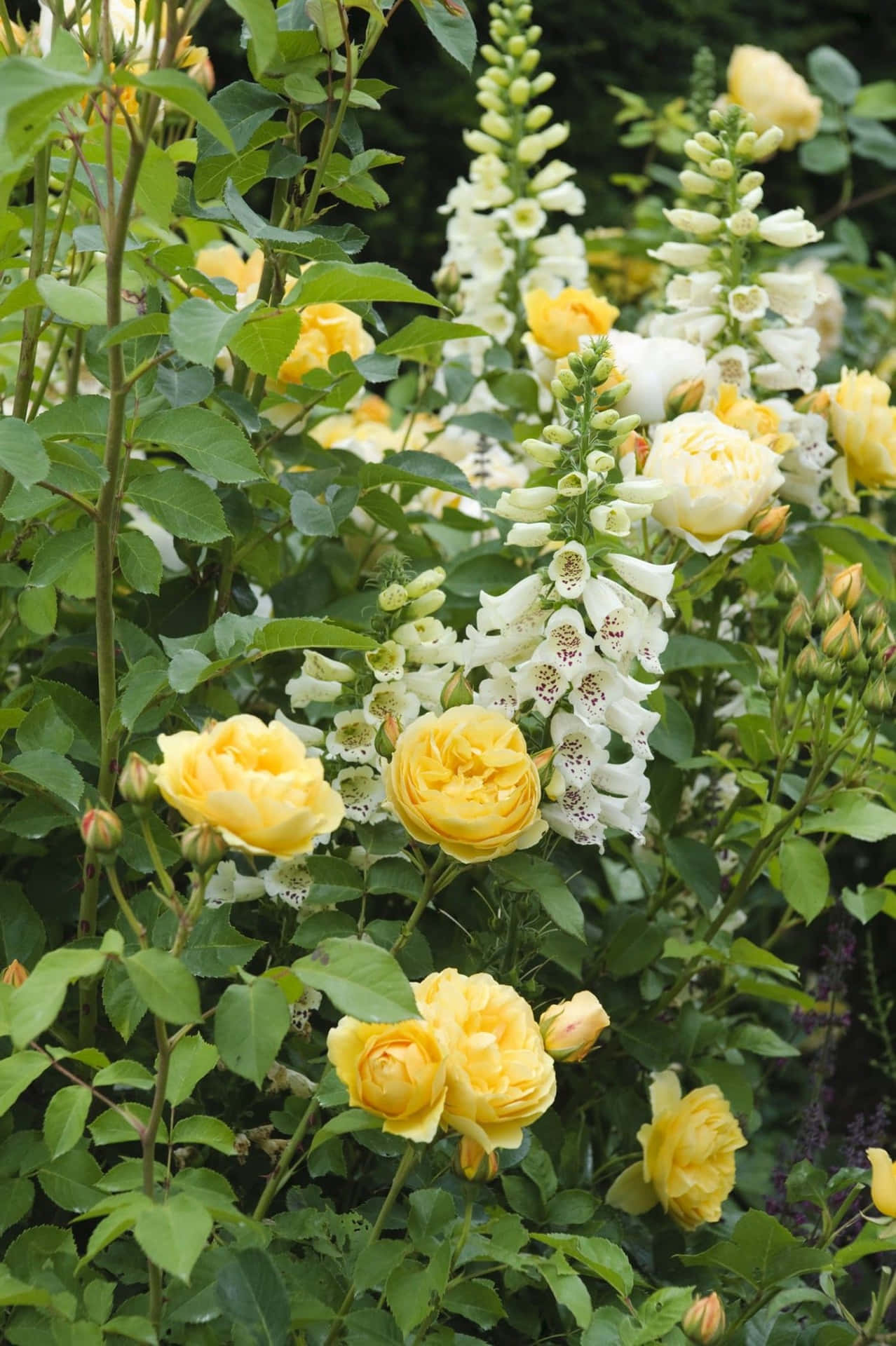 Blooming English Rose Garden Wallpaper