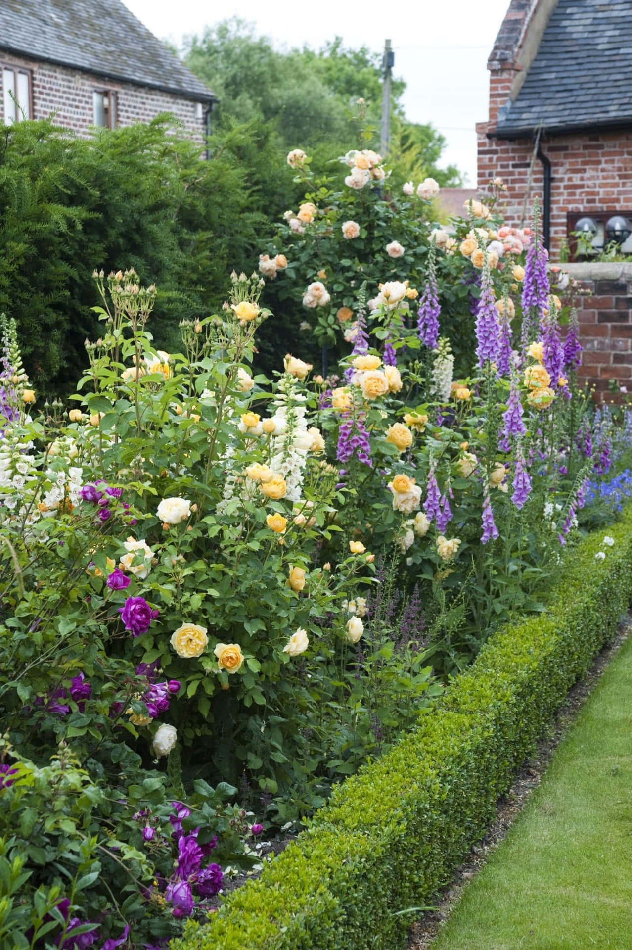 Blooming English Rose Garden in Full Splendor Wallpaper