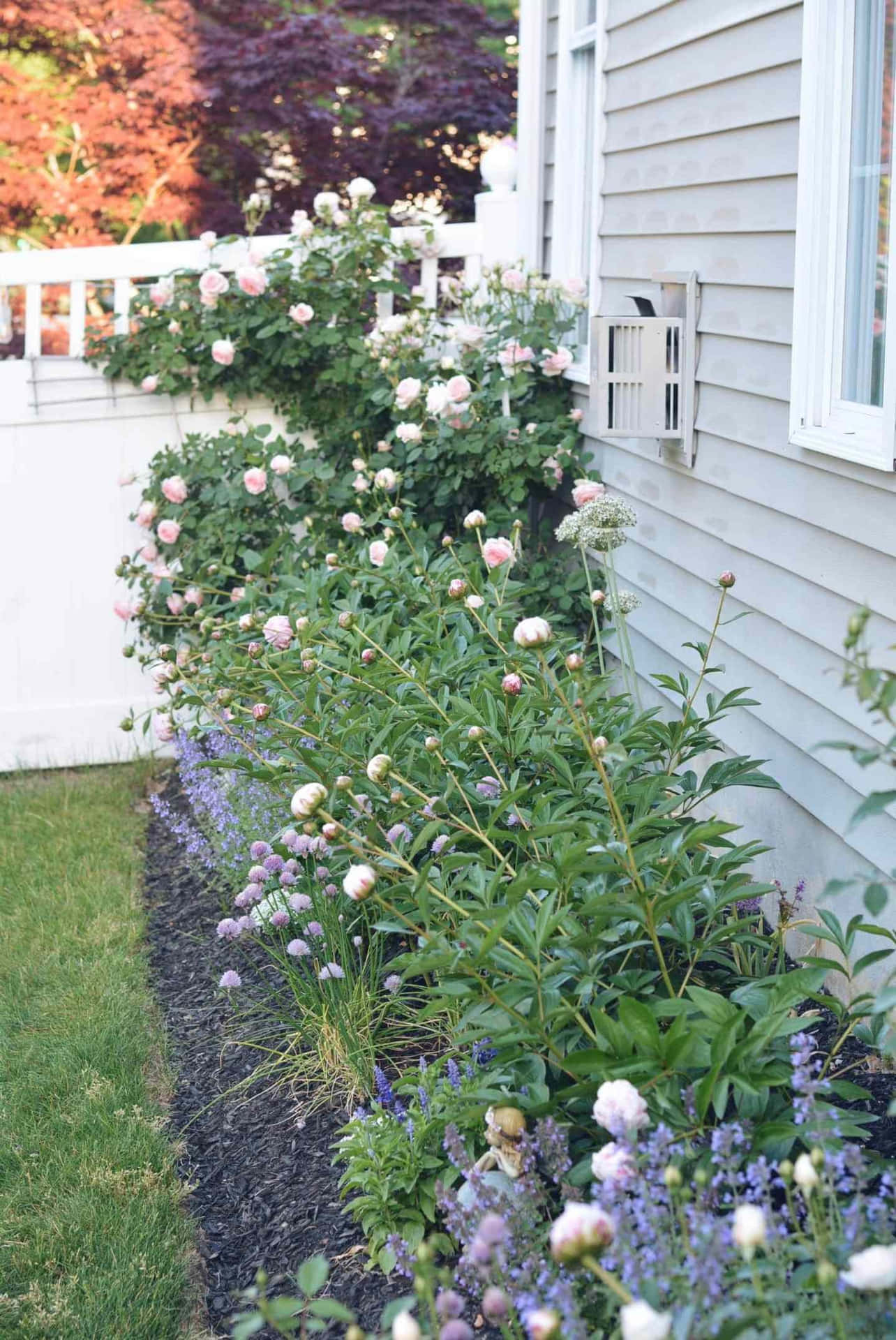 A serene English Rose Garden in full bloom Wallpaper