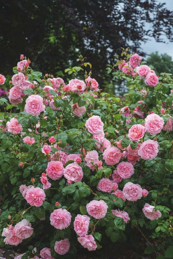 Impresionantejardín De Rosas Inglesas. Fondo de pantalla