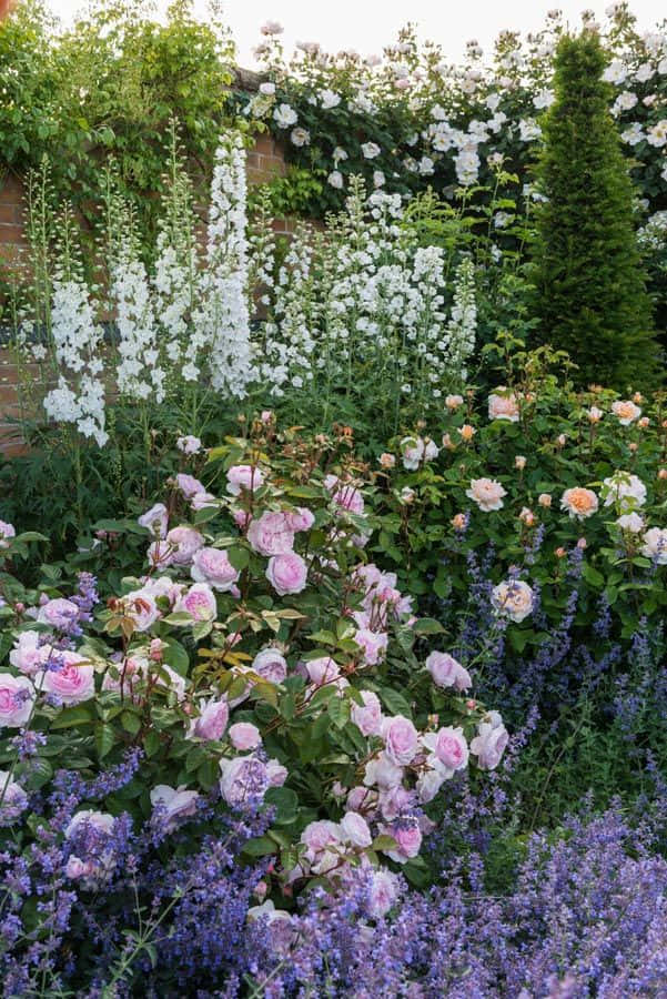 Blooming English Rose Garden in Full Splendor Wallpaper