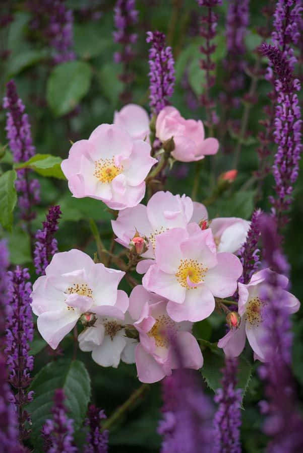 Charming English Rose Garden in Full Bloom Wallpaper