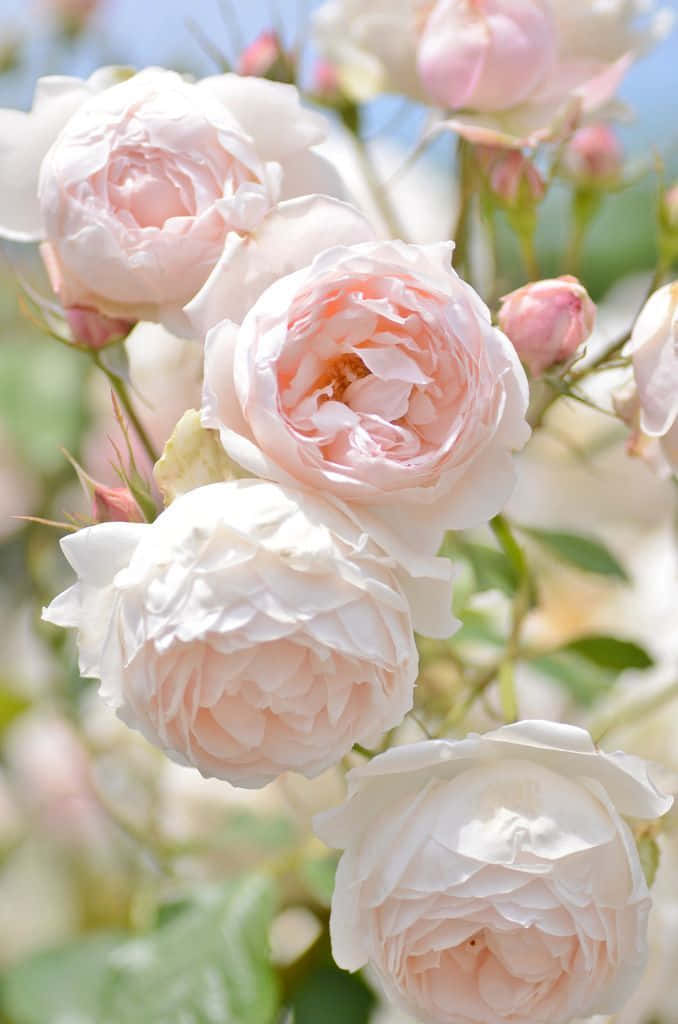 English Rose Garden in Full Bloom Wallpaper