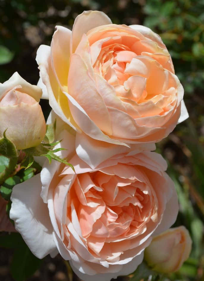 Caption: Blooming English Rose Garden Wallpaper