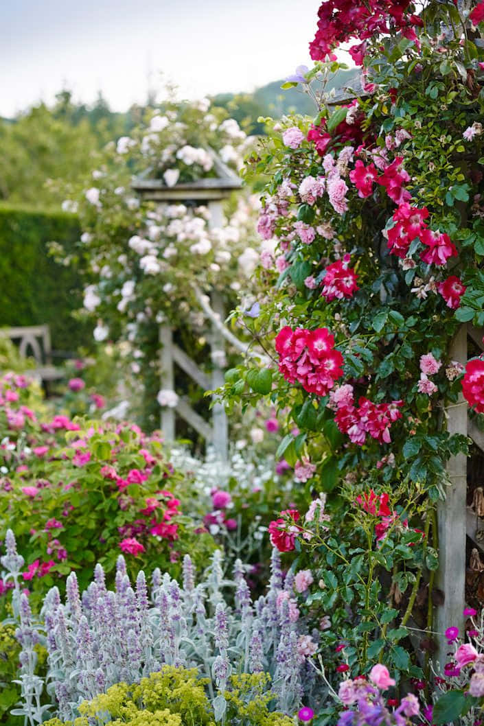 Blooming English Rose Garden Wallpaper