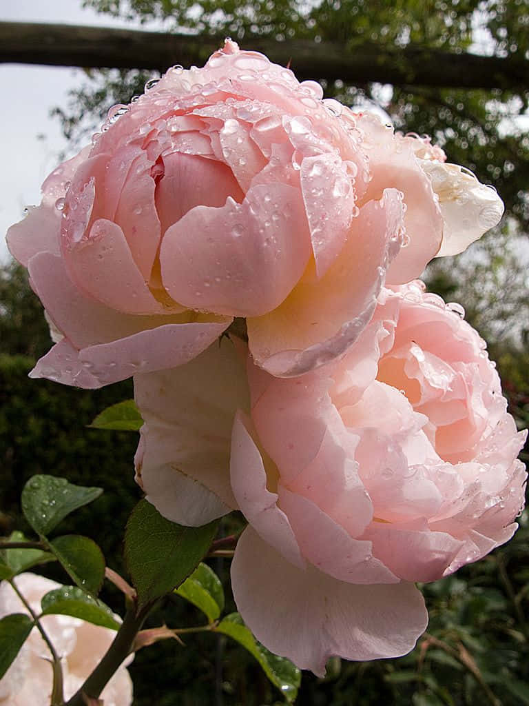 An enchanting English rose garden in full bloom Wallpaper