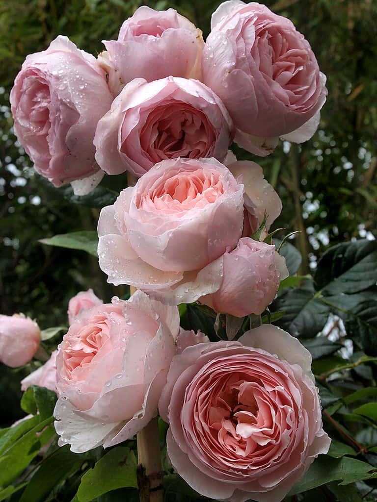Beautiful English Rose Garden in Full Bloom Wallpaper