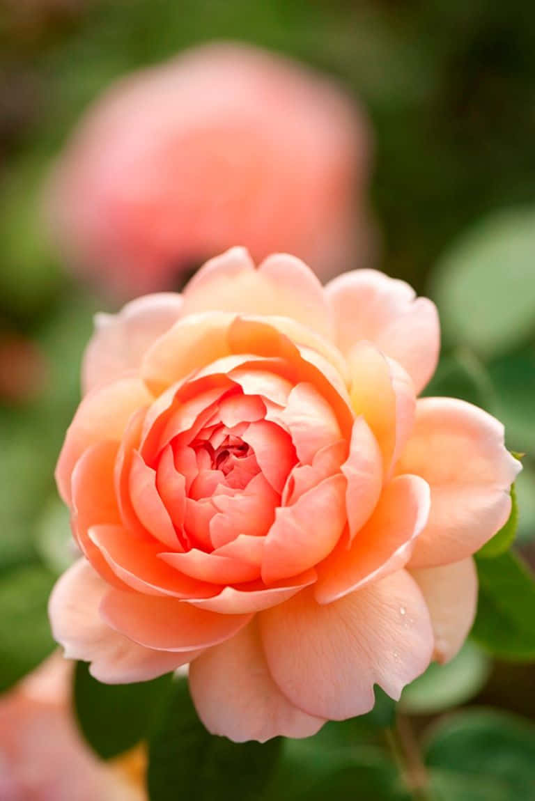 Stunning English Rose Garden in Full Bloom Wallpaper
