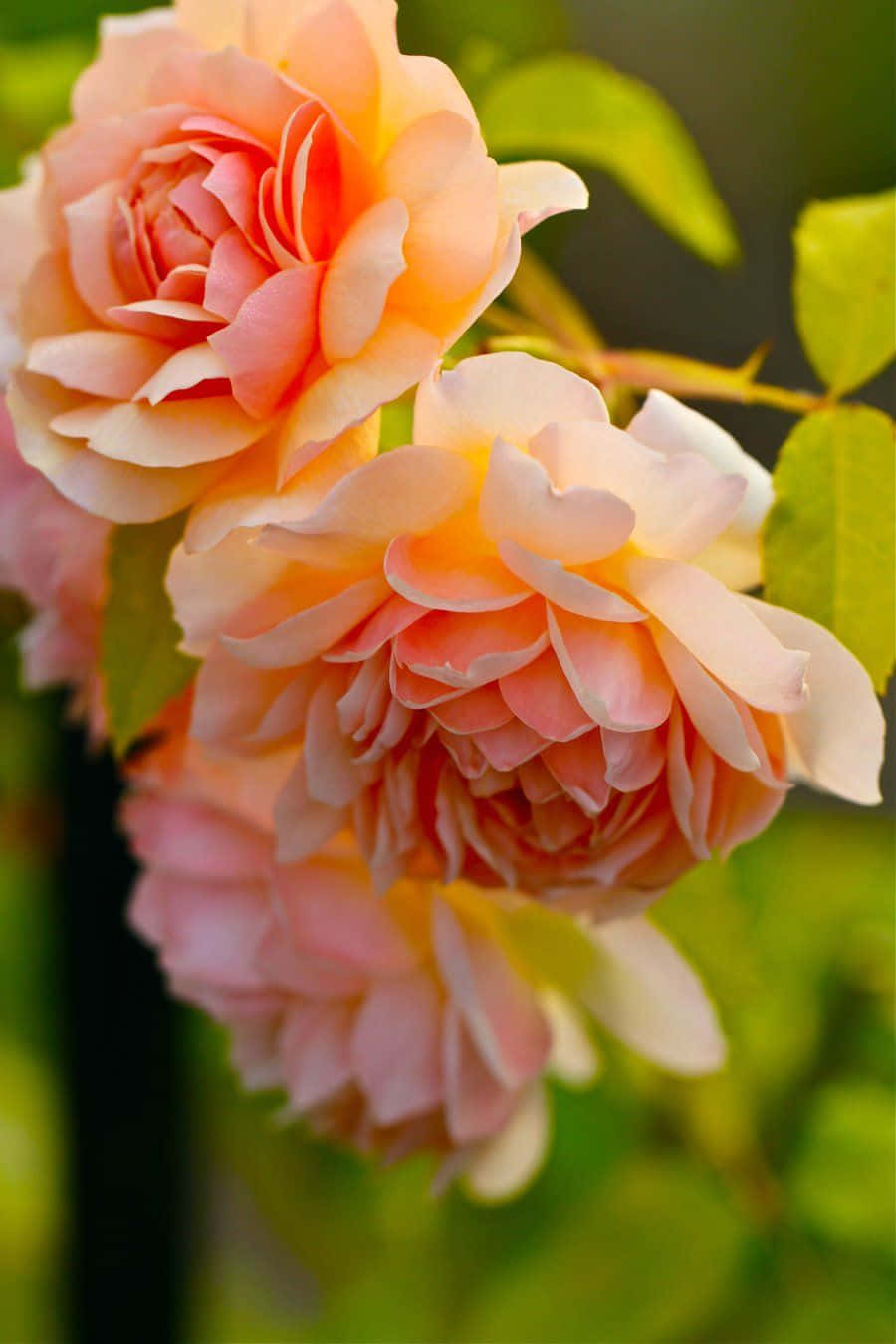 Blooming English Rose Garden with Lush Greenery Wallpaper