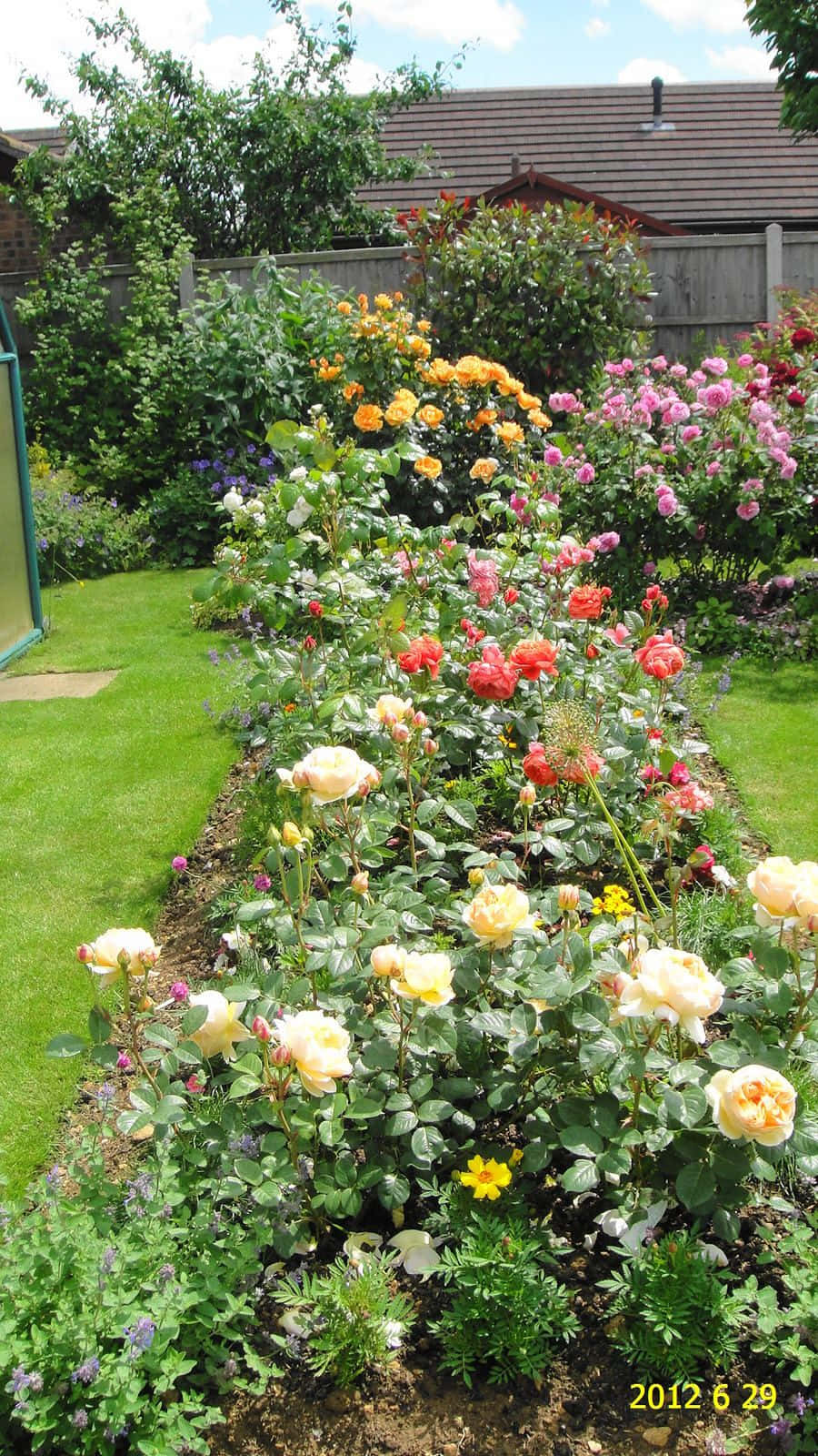 Caption: Blooming English Rose Garden Wallpaper