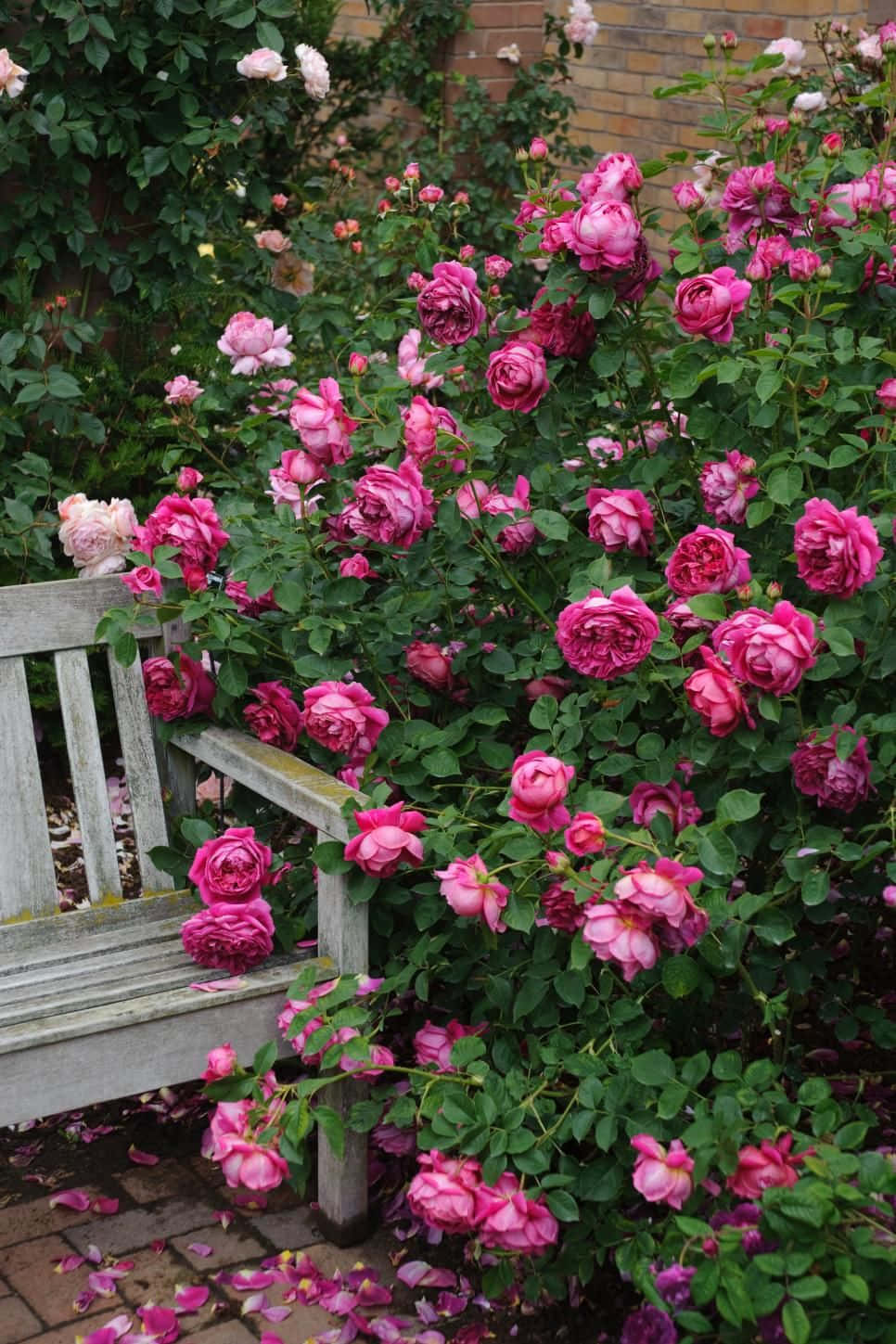 Tranquil English Rose Garden in Full Bloom Wallpaper