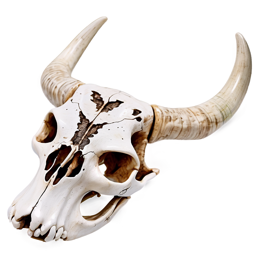 Engraved Cow Skull Image Png Csg PNG