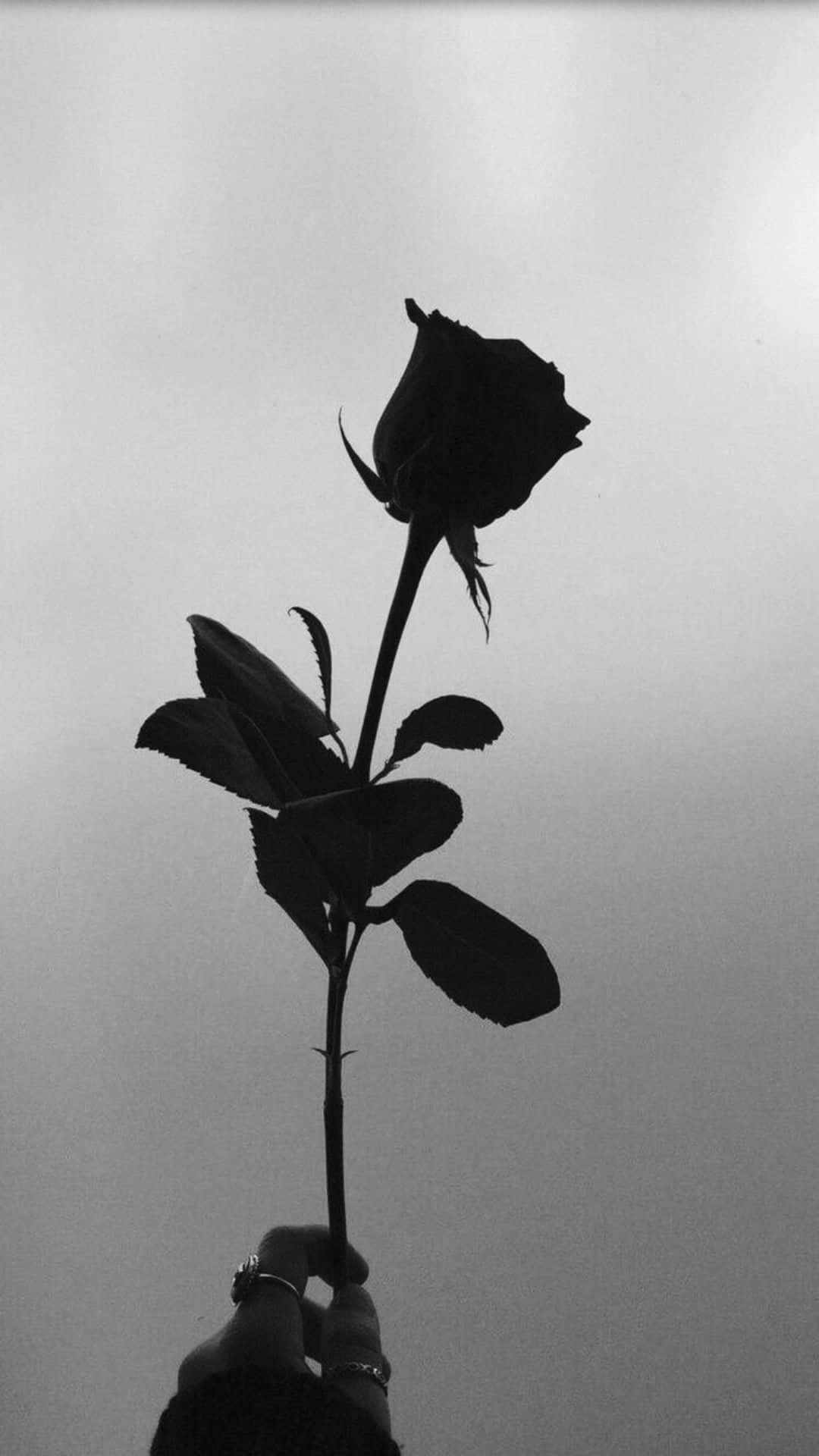 Enigmatic Beauty Of A Black Rose