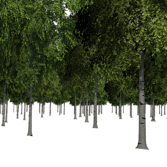 Enigmatic Birch Forest Night PNG