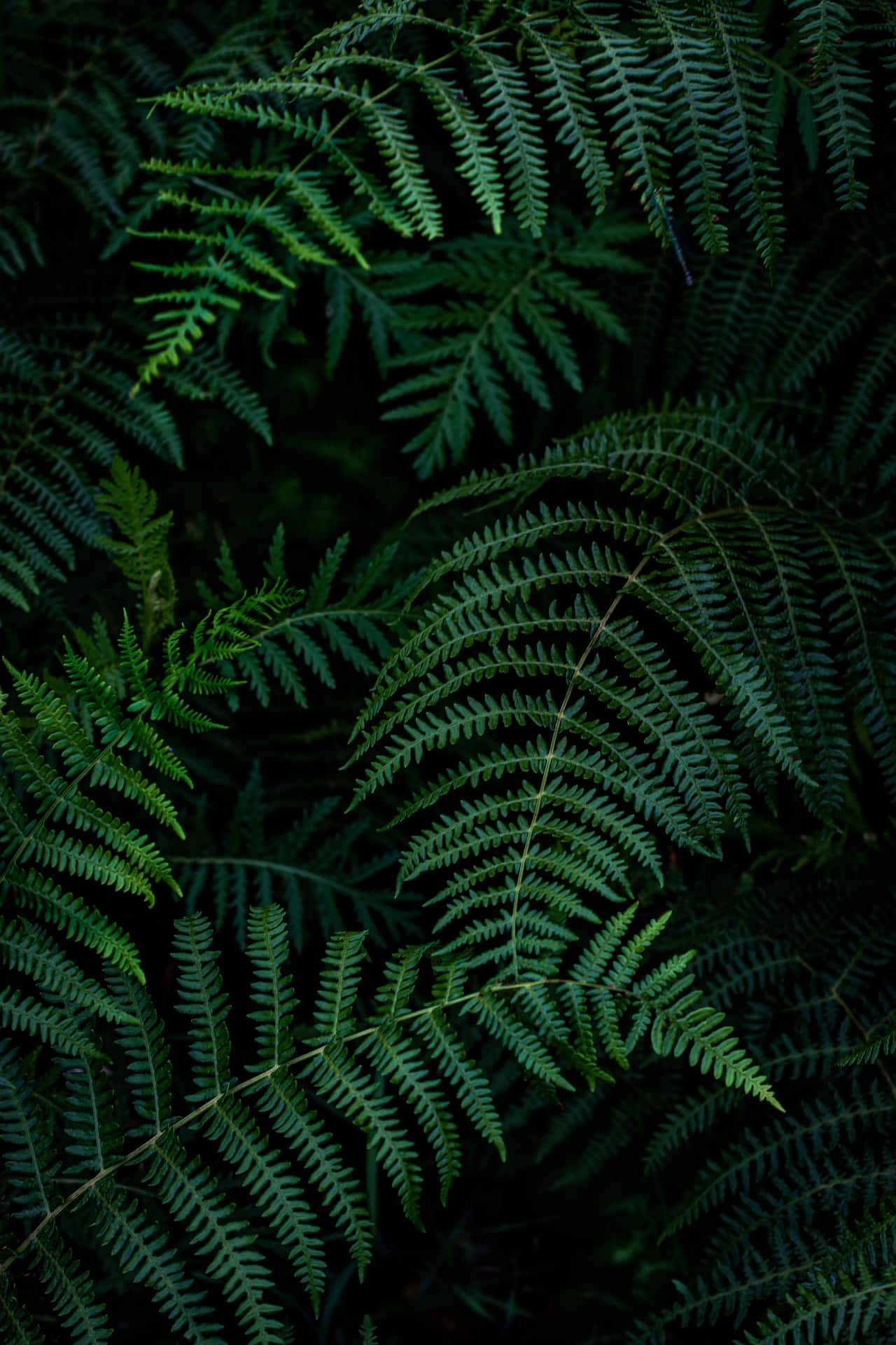 Enigmatic Ferns Dark Green Aesthetic Wallpaper