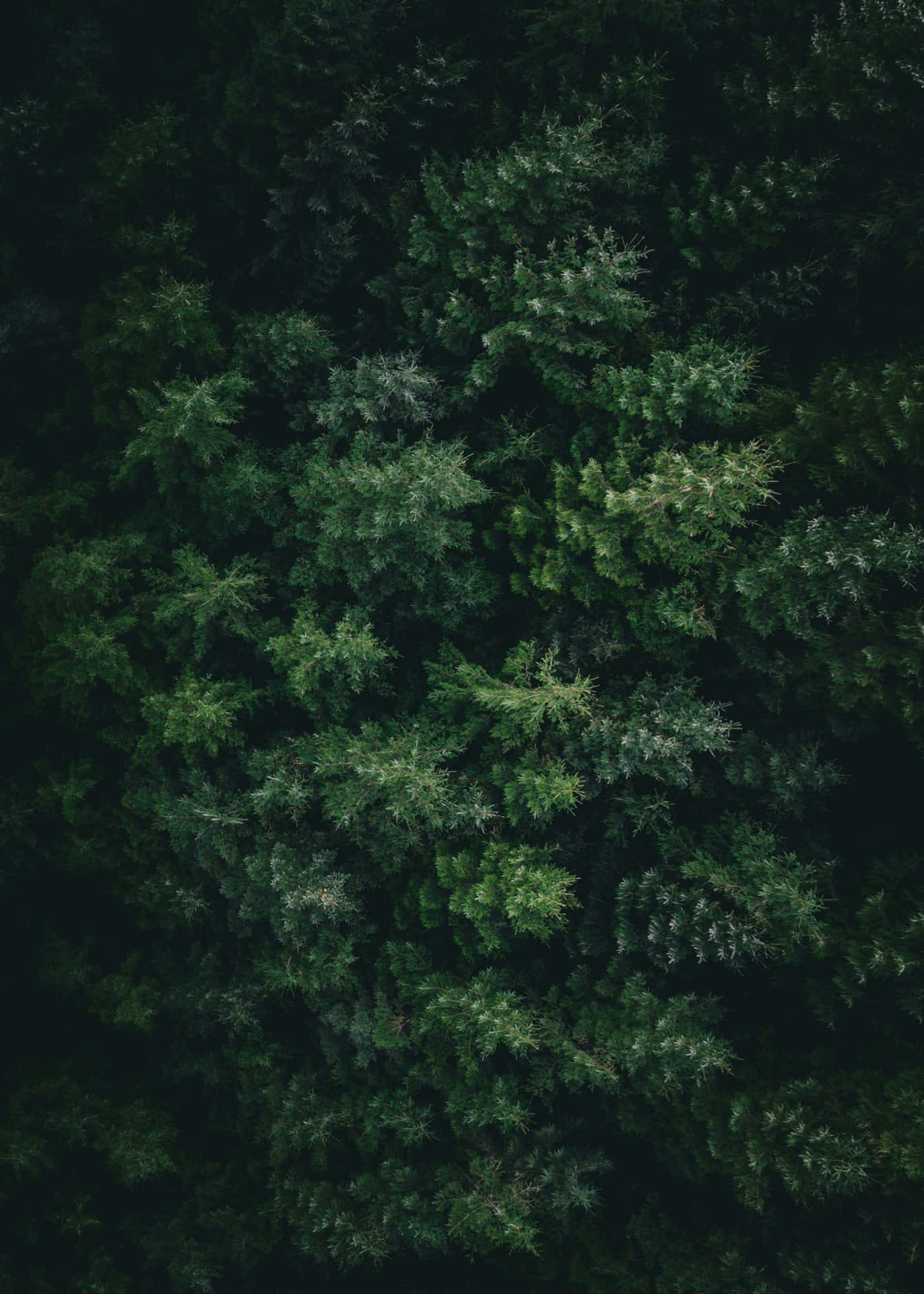 Enigmatic Forest Canopy Dark Green Aesthetic.jpg Wallpaper