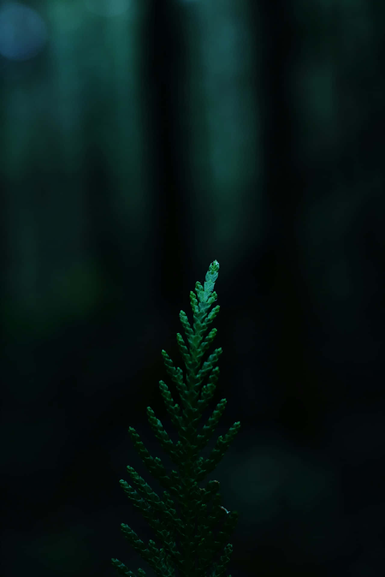 Enigmatic Forest Fern Vintage Green Wallpaper