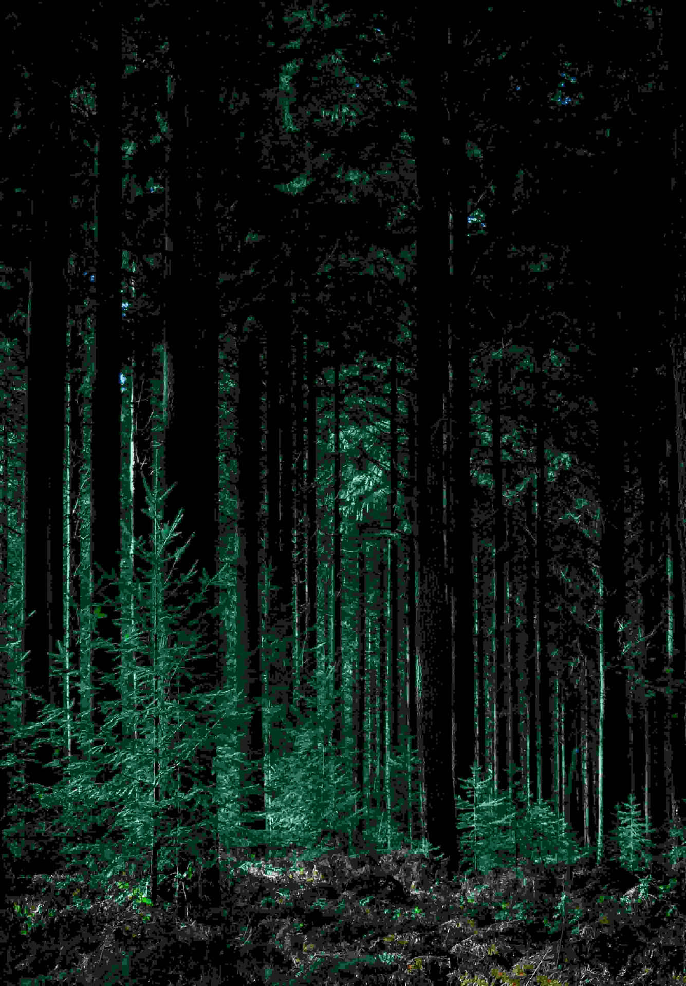Enigmatic Forest Glow.jpg Wallpaper
