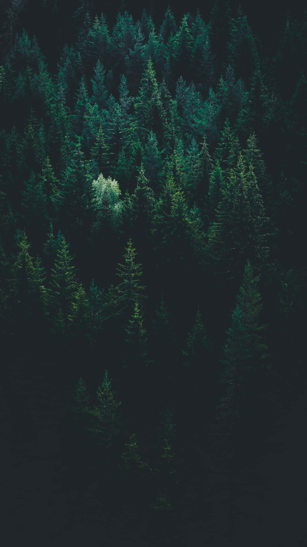 Enigmatic Forest Green Aesthetic Wallpaper