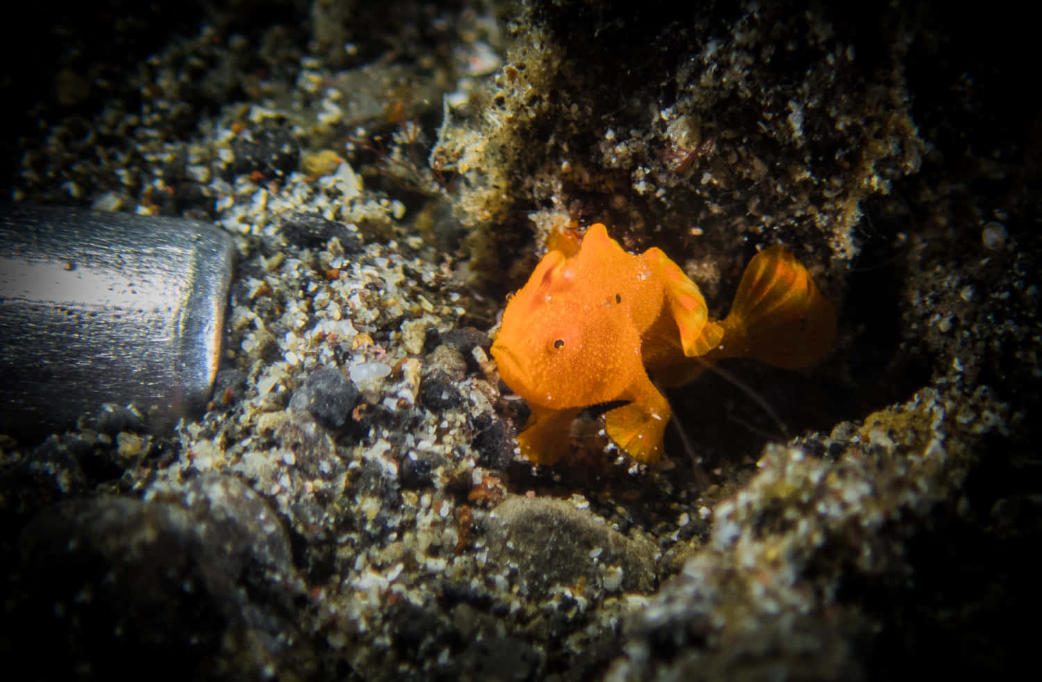 Enigmatic Frogfish In Coral Refuge Wallpaper
