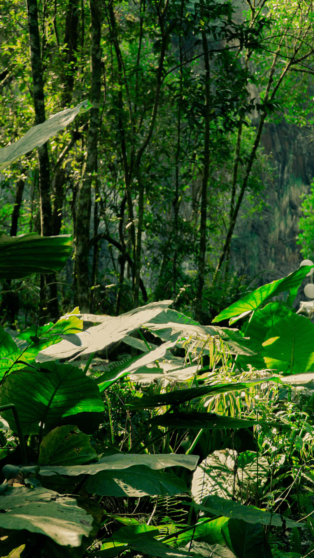 Enigmatic Jungle Scenery