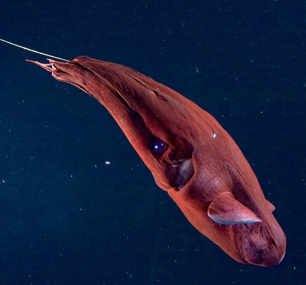 Enigmatic Vampire Squid In Deep Sea Exploration Wallpaper