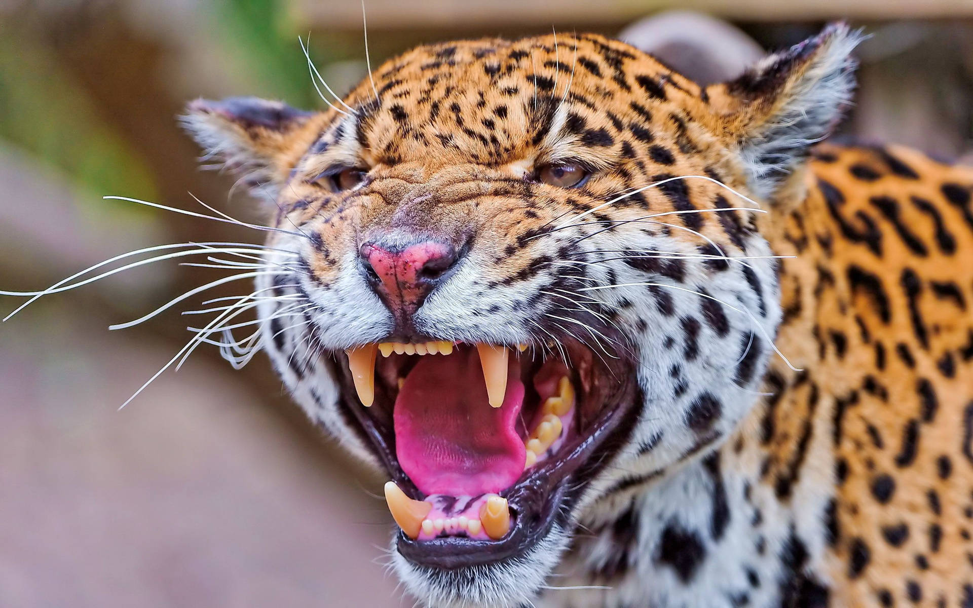 Enraged Jaguar Background