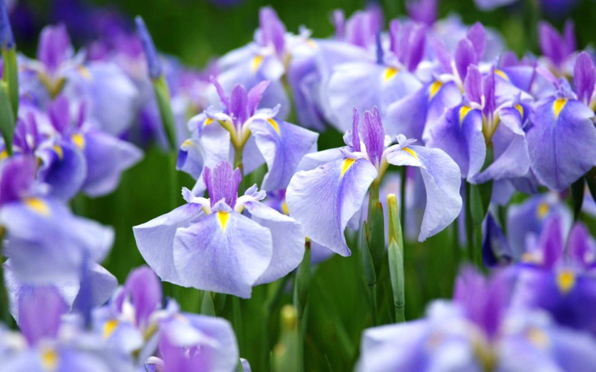 Ensata Iris Flowers