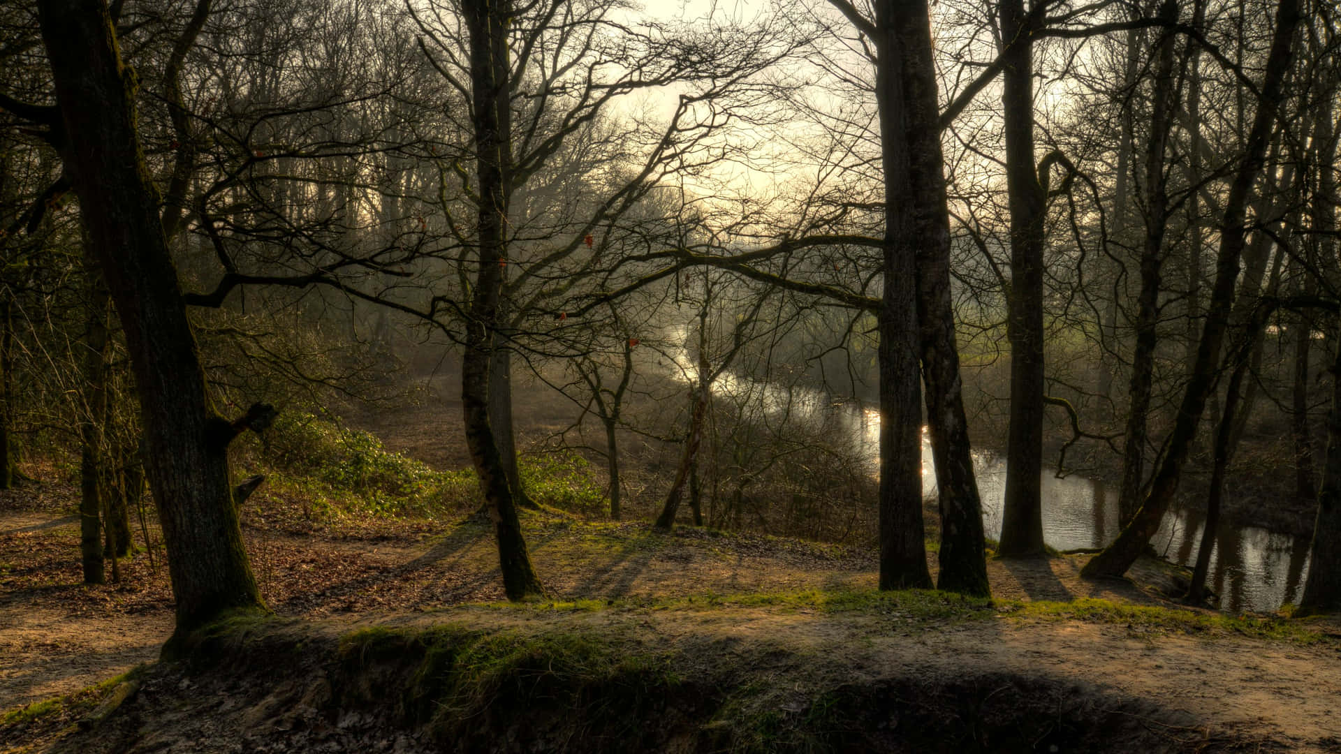 Lueur Du Coucher De Soleil Dans La Forêt D'enschede Fond d'écran