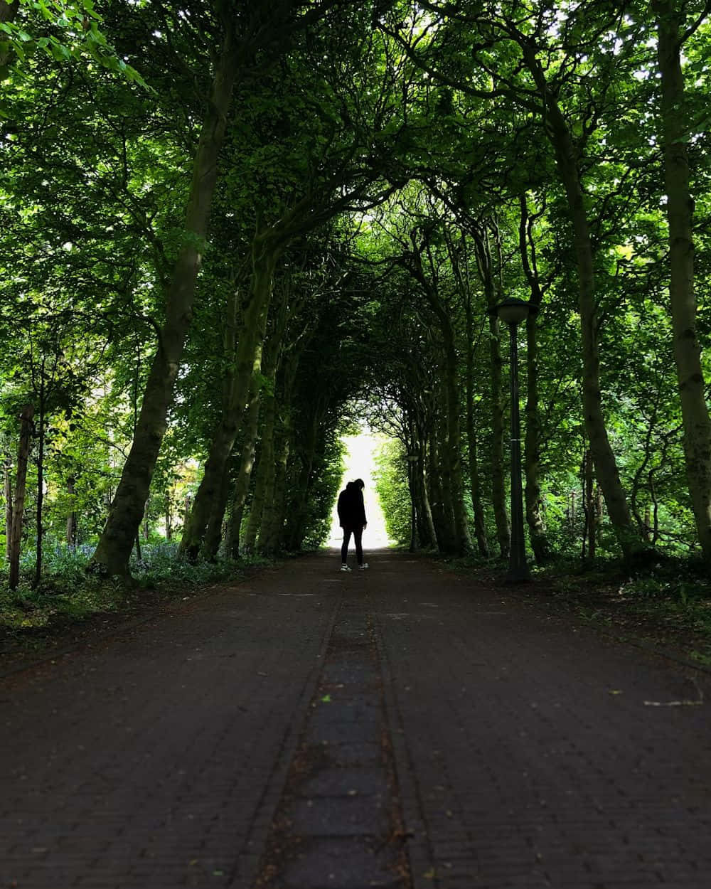 Silhouette Promenade Taman Enschede Wallpaper