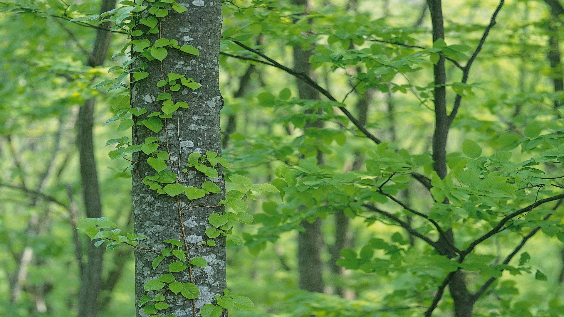 Entangled Green Leaves On Tree Wallpaper