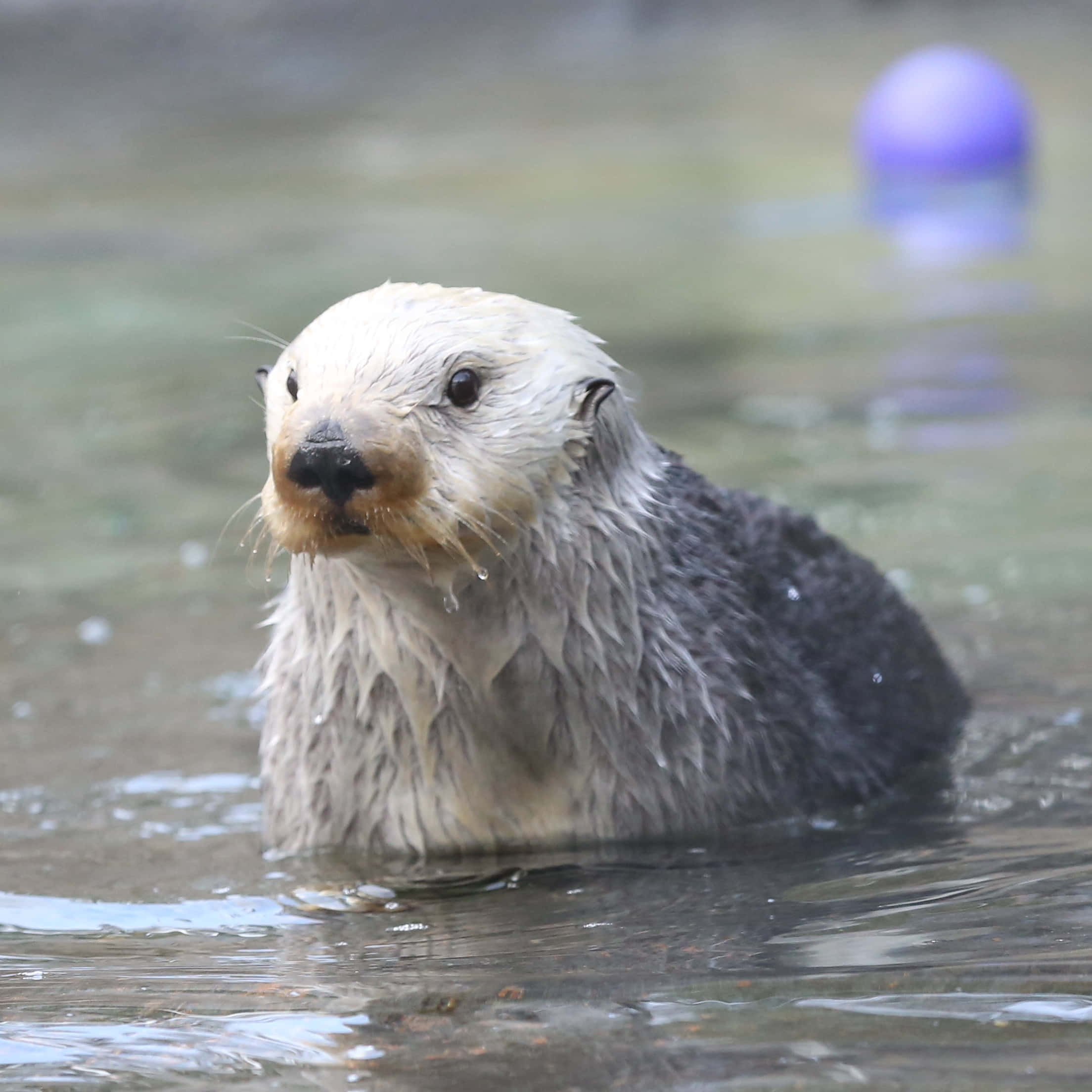 Betoverend Onderwaterzicht Van Een Speelse Zeeotter Achtergrond