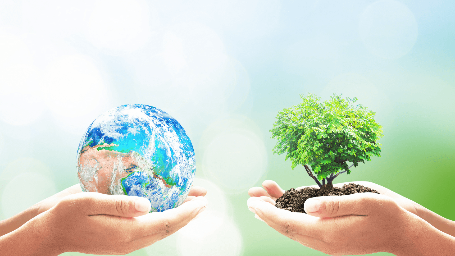 Stop Climate Change Now Background — Two hands cradle a detailed globe and a lush green sapling against a soft bokeh background.