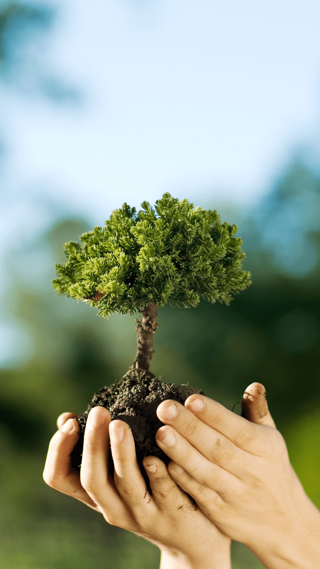 A unique view of our planet earth, illustrating the fragile nature of the environment. Background — Two hands gently cradle a small tree with lush green foliage and root ball against a soft blurred natural background.