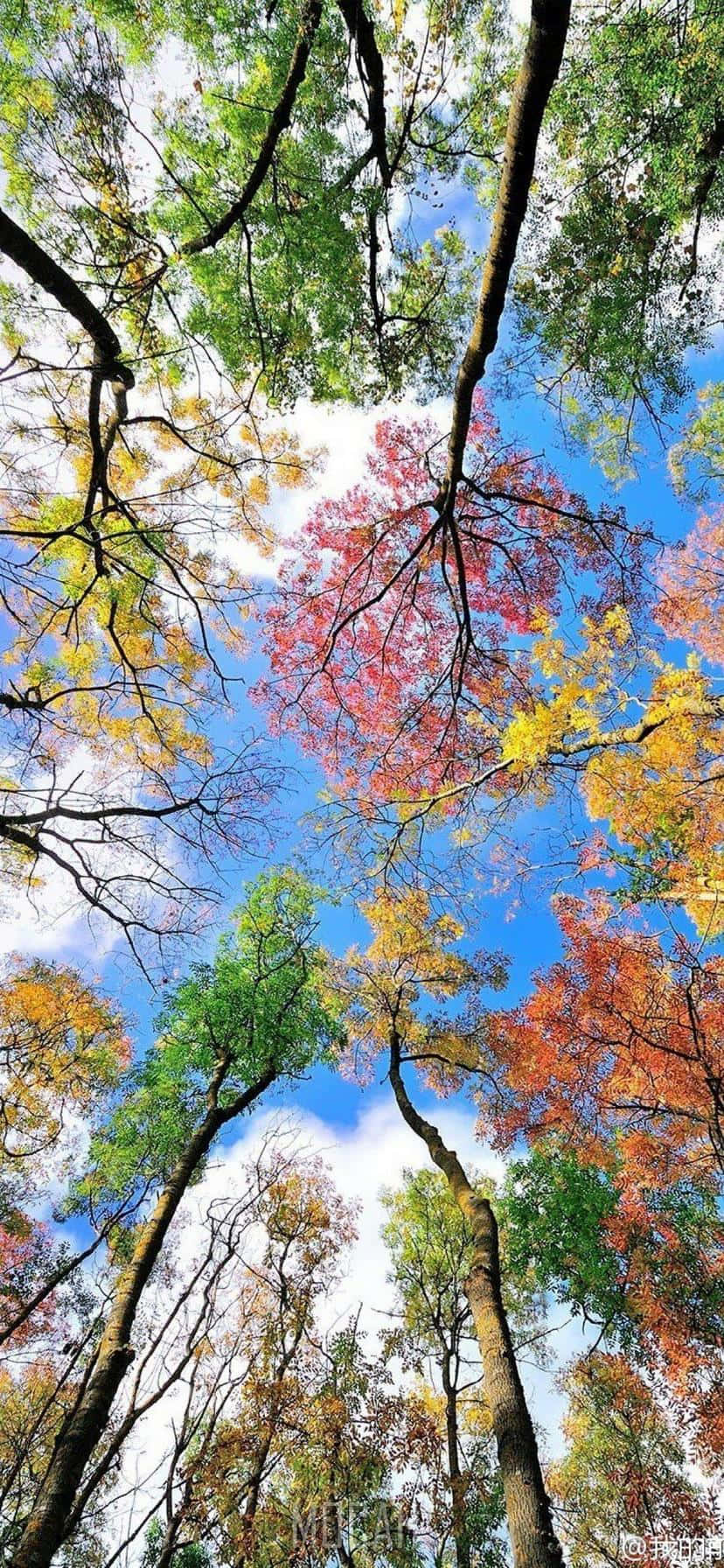 Miljöfärgglada Träd Wallpaper