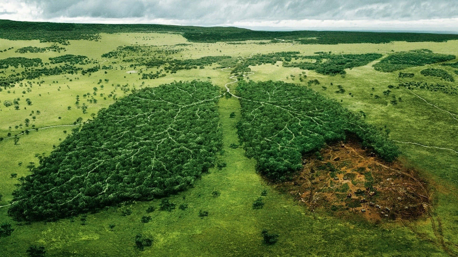 Miljölungor Träd Wallpaper