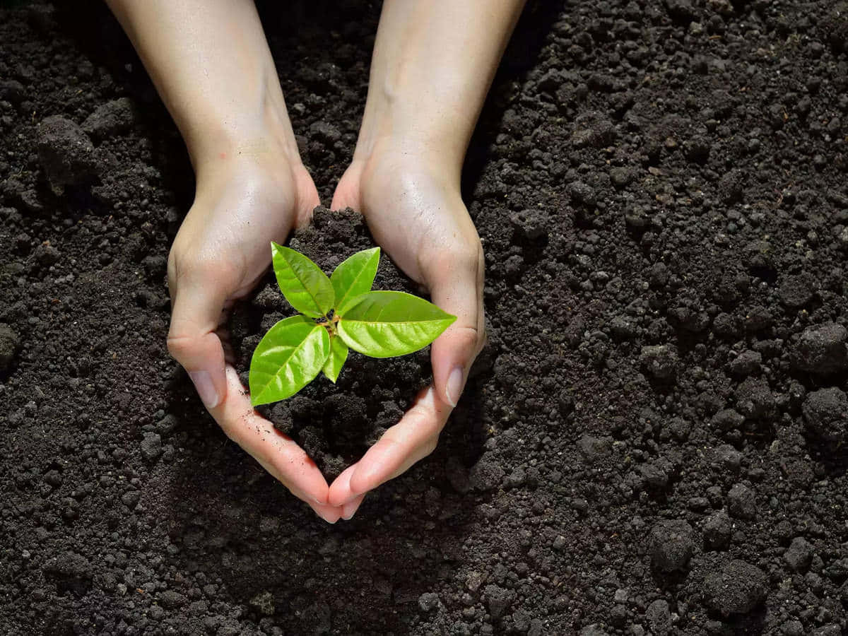 A Woman's Hands Holding A Small Plant In The Dirt Wallpaper