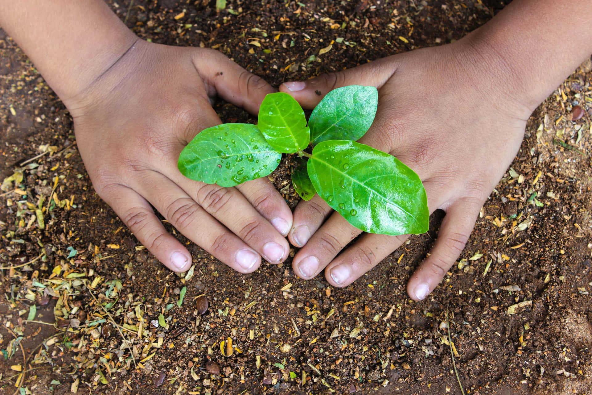 A Child's Hands Holding A Small Plant In The Dirt Wallpaper