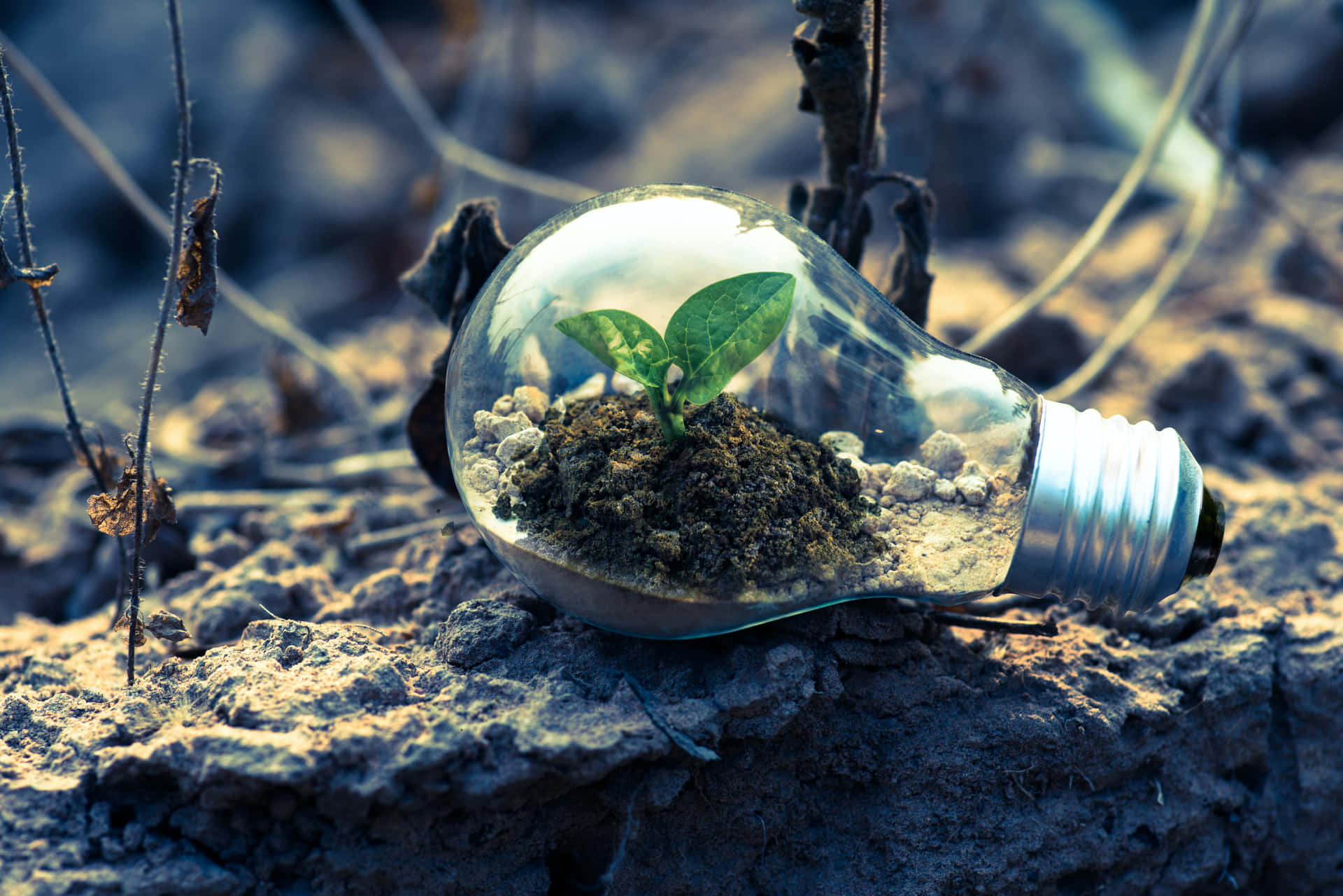 Sustainable Energy Concept: Plant Inside a Light Bulb Wallpaper