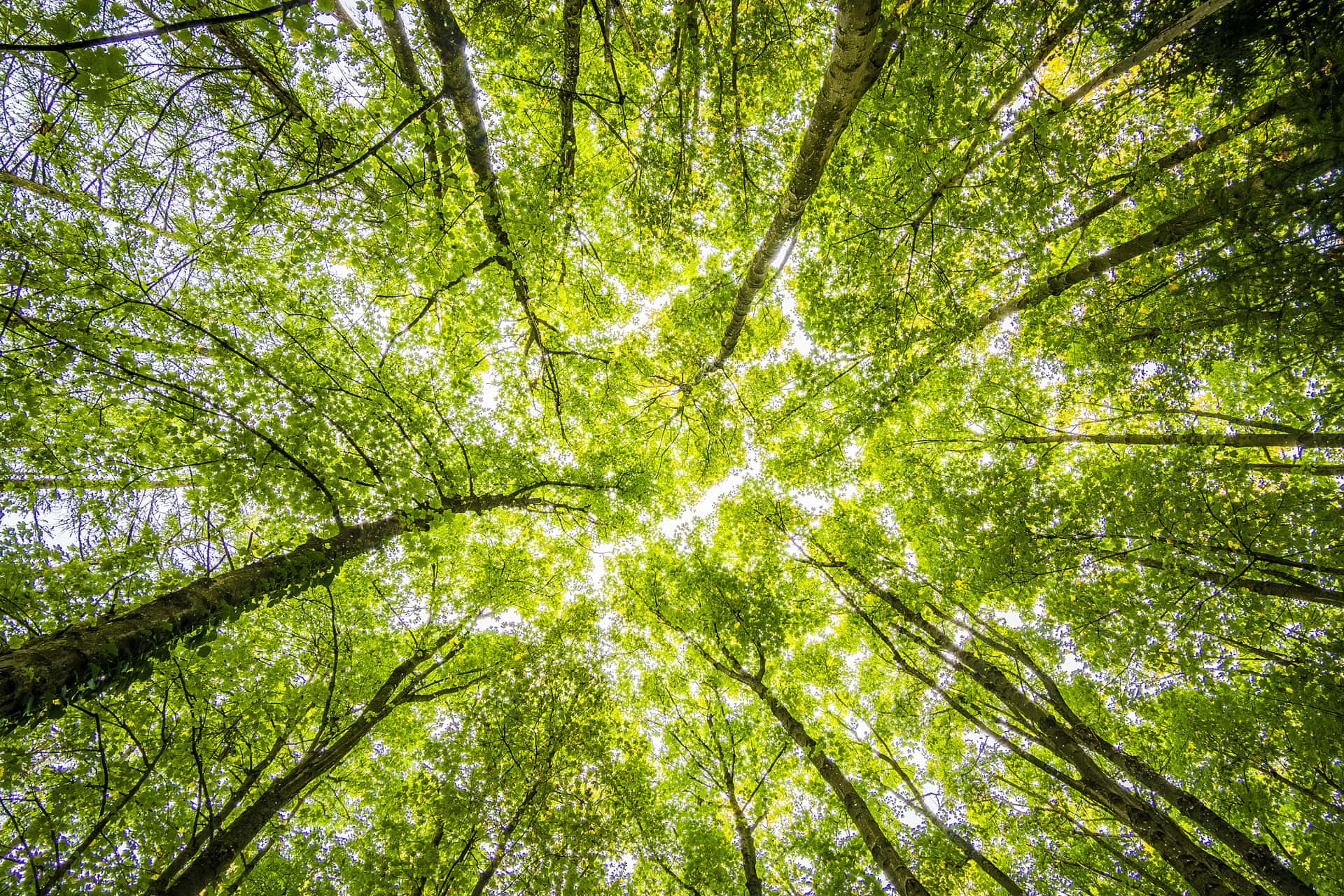 Environment Tall Trees View From Below Wallpaper