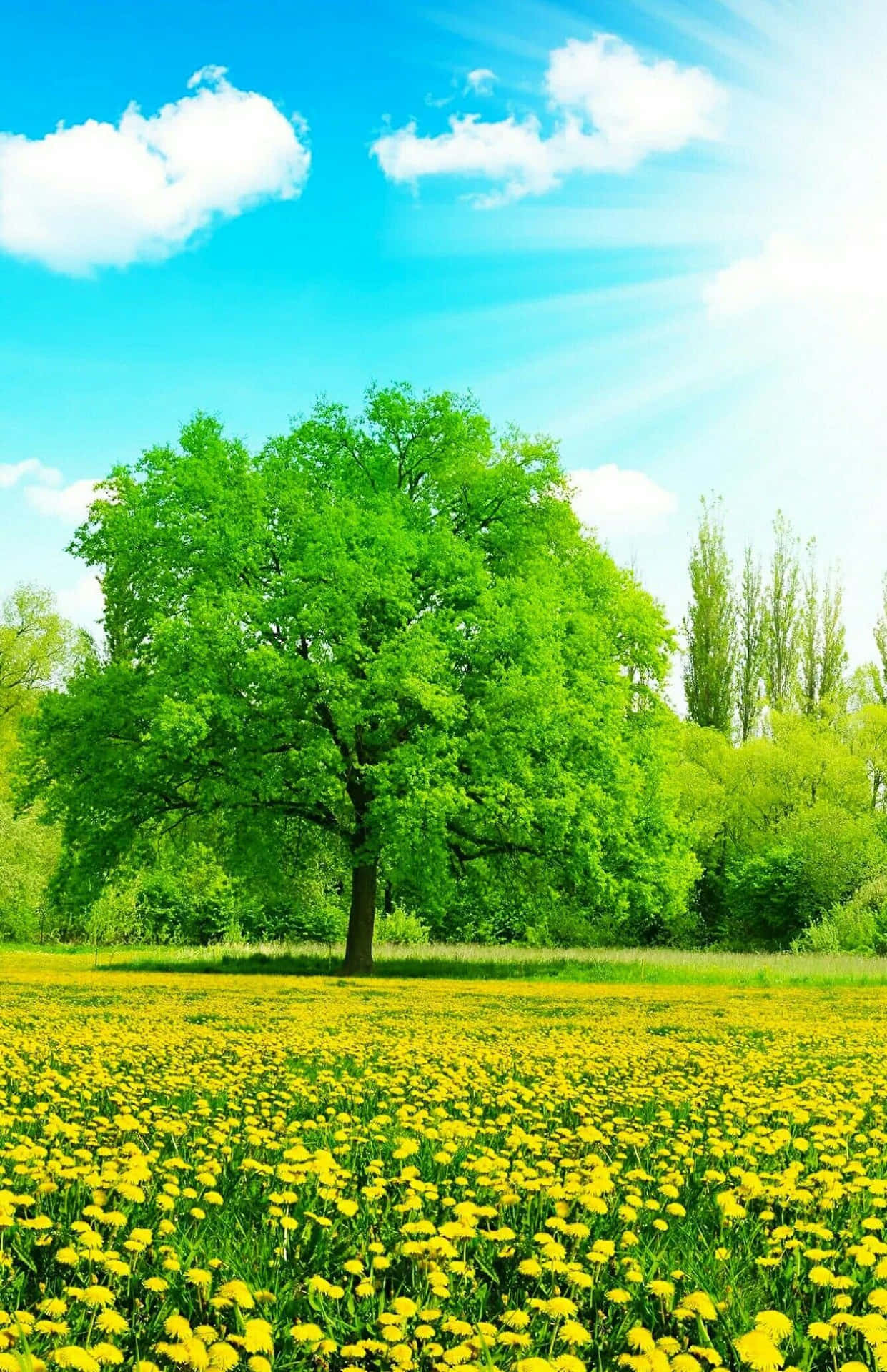 Environment Tree On Field Of Yellow Flowers Wallpaper