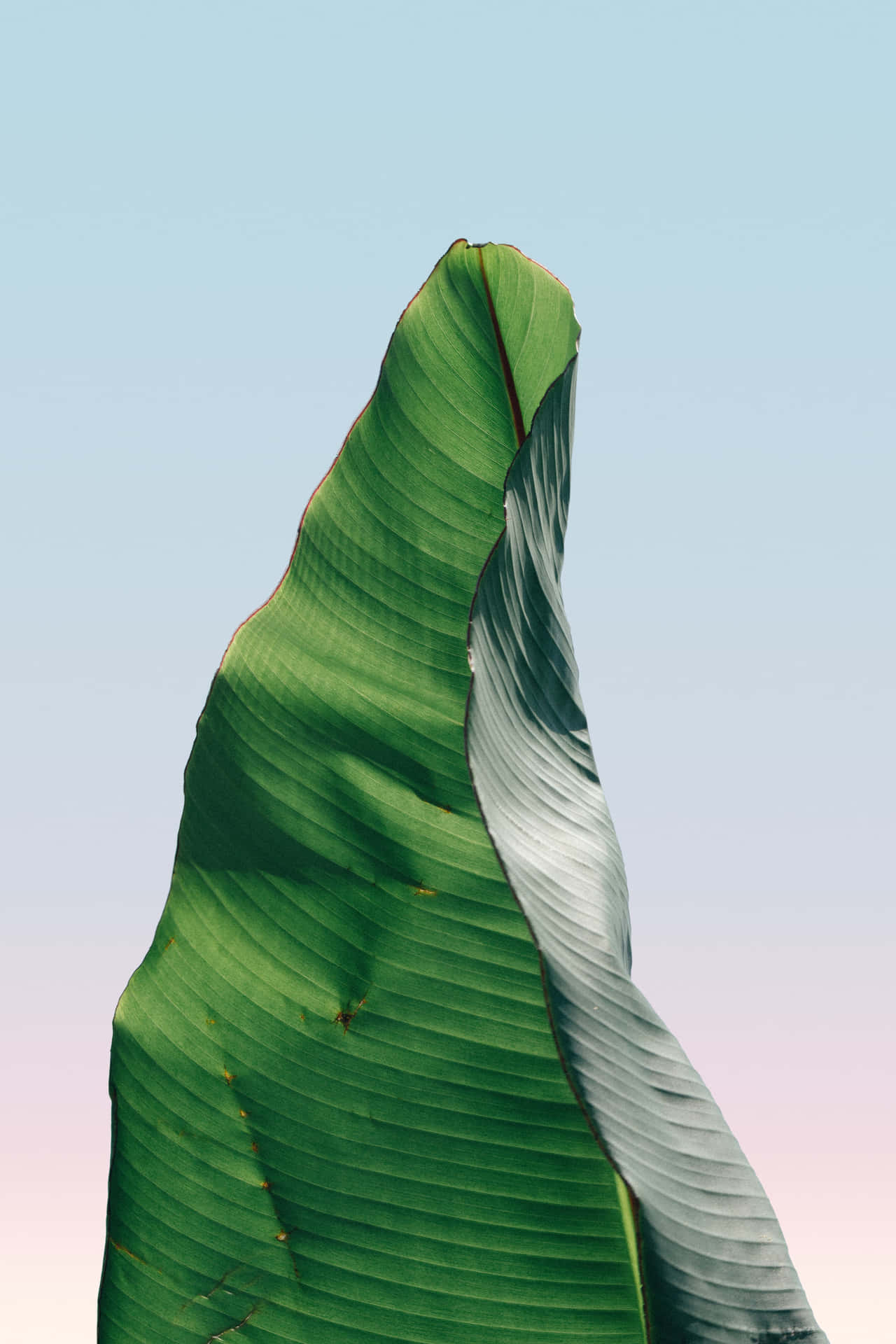 A Banana Leaf With A Pink Sky Wallpaper