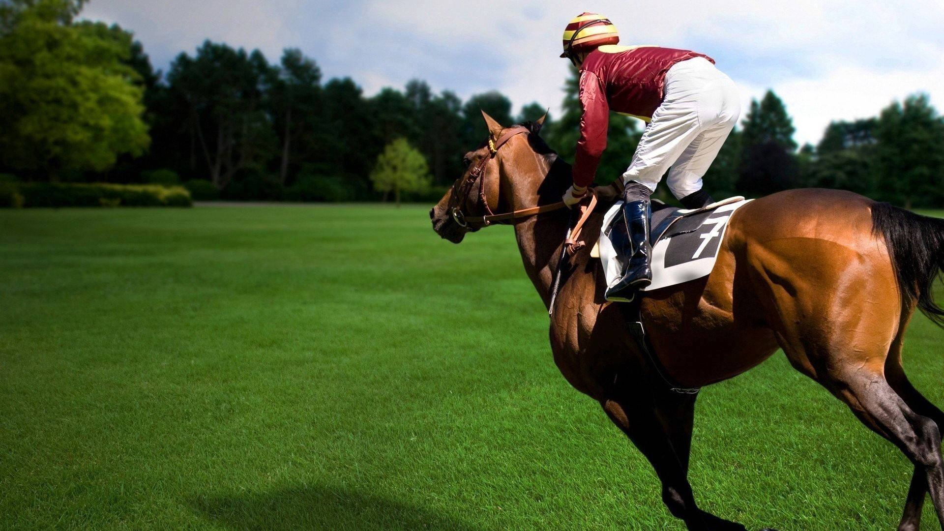 Equestrian Sports Photography Wallpaper