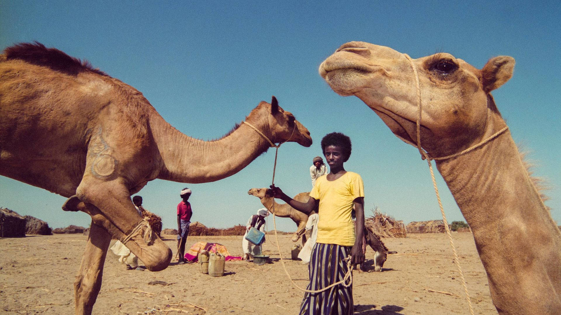 Eritrea Kameler Wallpaper