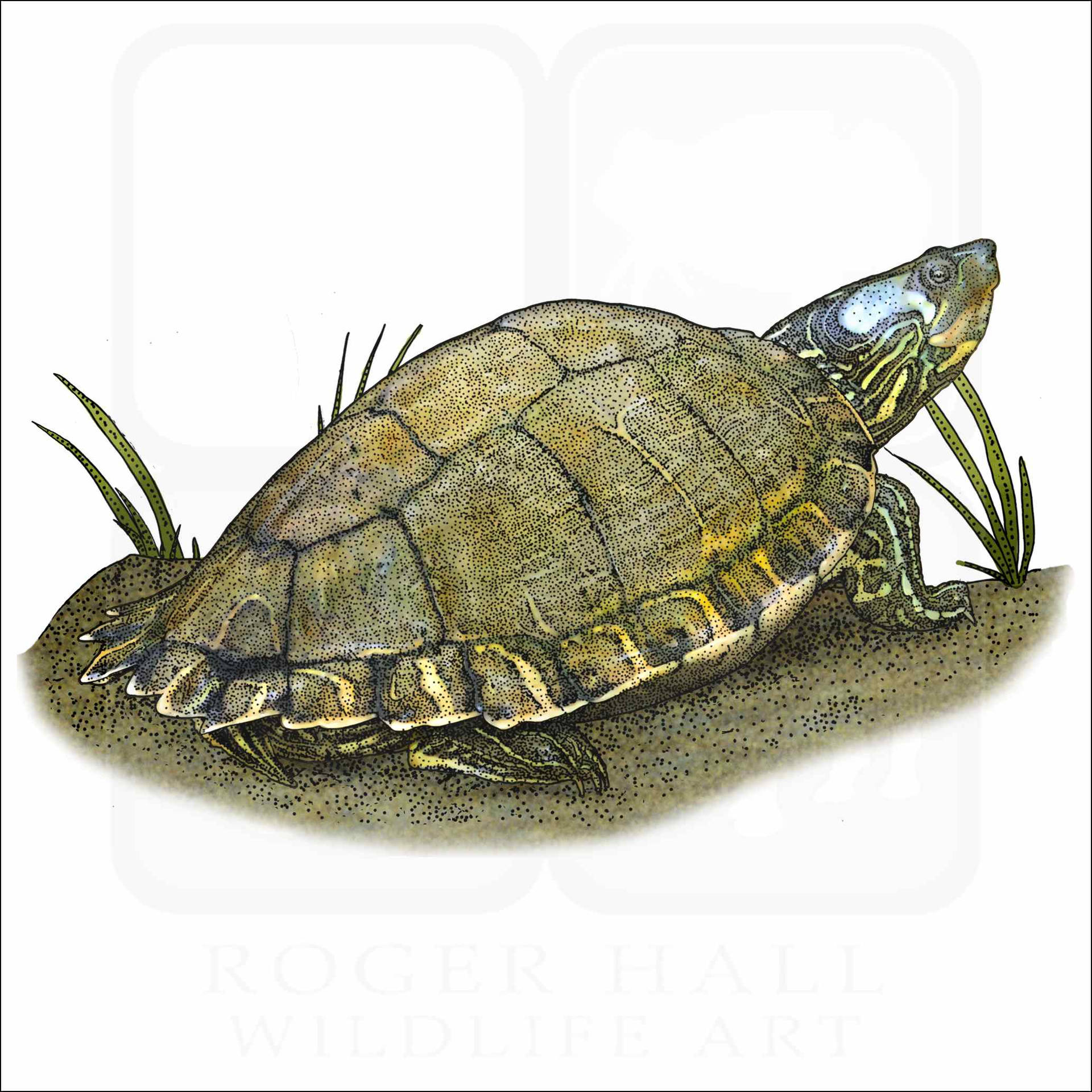 Escambia Map Turtle Illustration Wallpaper
